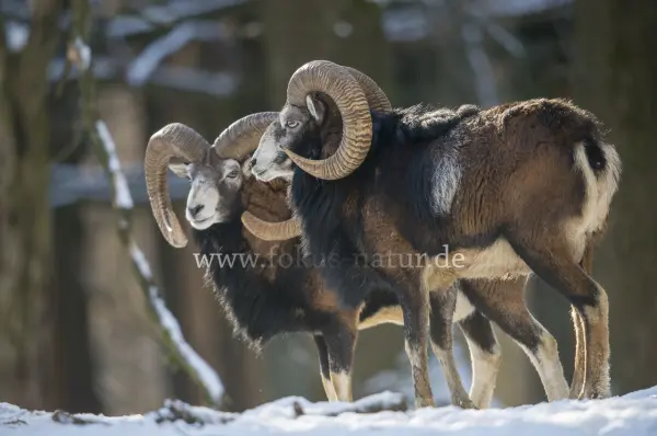 Fokus-Natur Bild