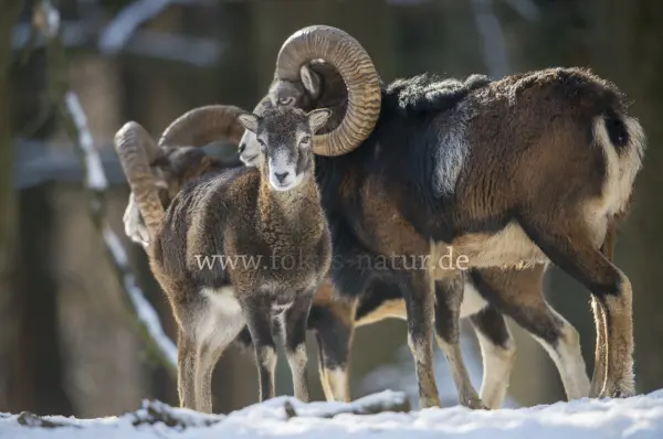 Fokus-Natur Bild