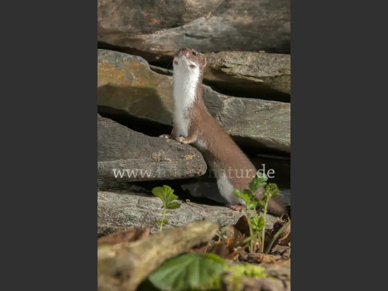 20907