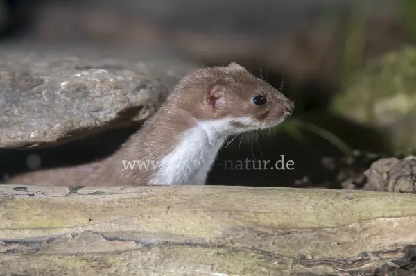 Fokus-Natur Bild