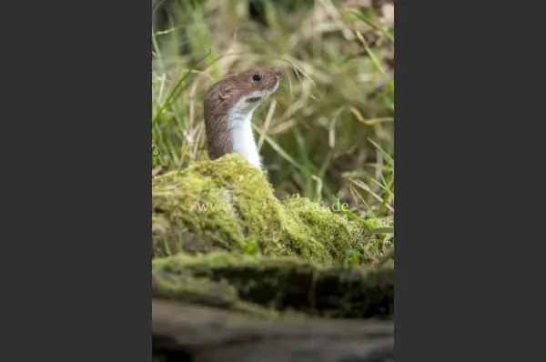 Fokus-Natur Bild