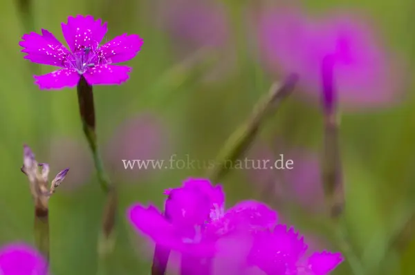 Fokus-Natur Bild