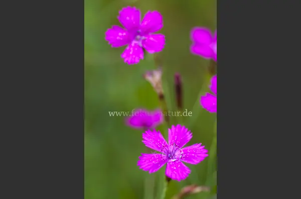 Fokus-Natur Bild