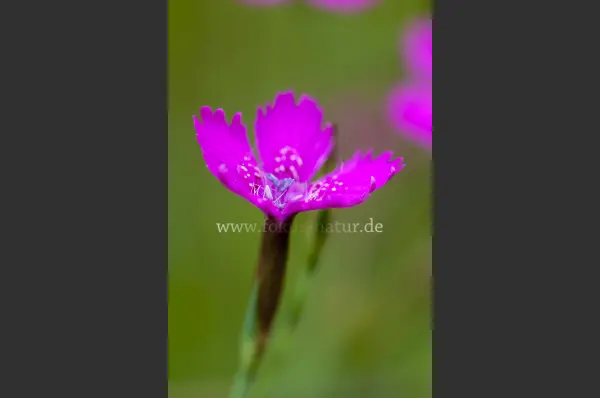 Fokus-Natur Bild