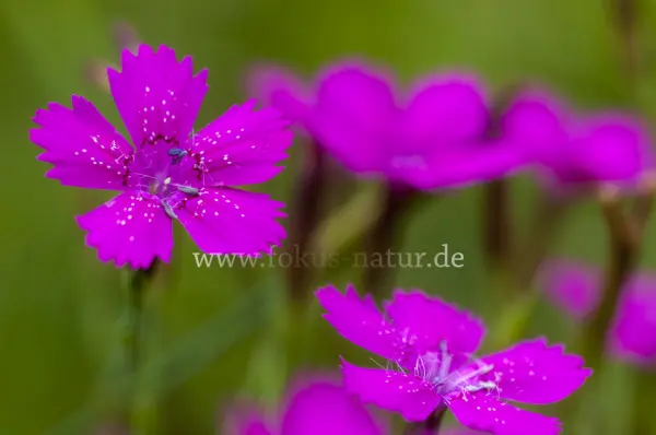 Fokus-Natur Bild