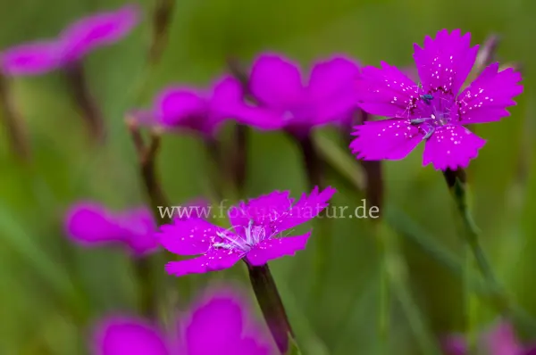 Fokus-Natur Bild