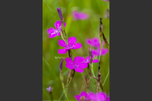 Fokus-Natur Bild