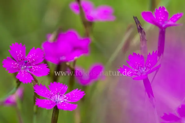 Fokus-Natur Bild