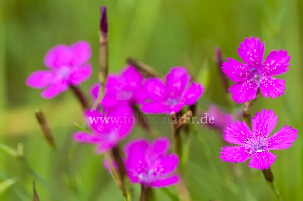 Fokus-Natur Bild