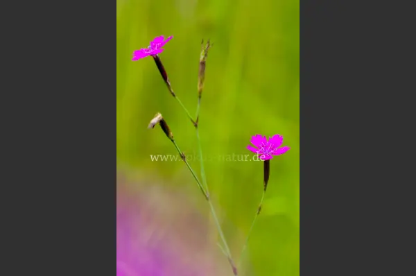 Fokus-Natur Bild