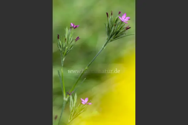 Fokus-Natur Bild