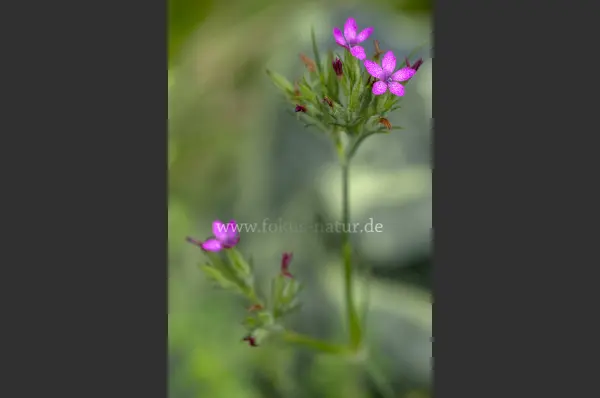 Fokus-Natur Bild