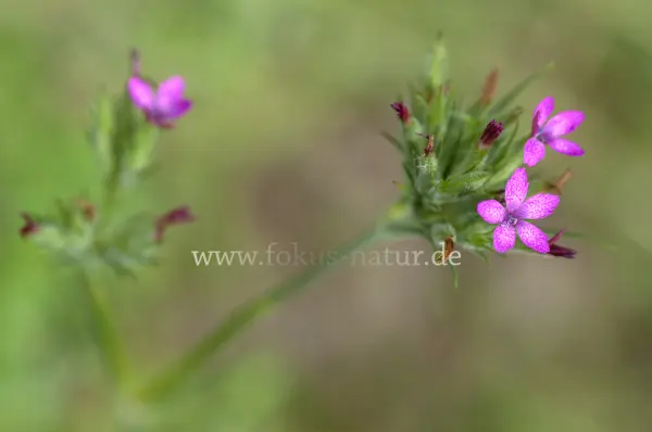 Fokus-Natur Bild