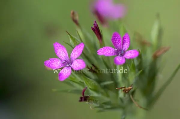 Fokus-Natur Bild