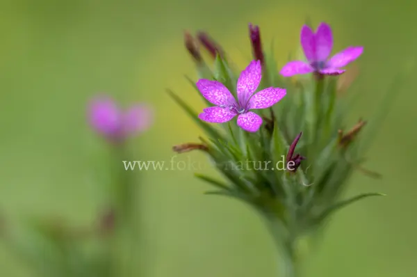 Fokus-Natur Bild