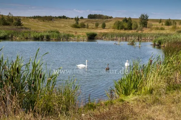 Fokus-Natur Bild