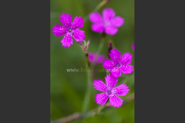 Fokus-Natur Bild