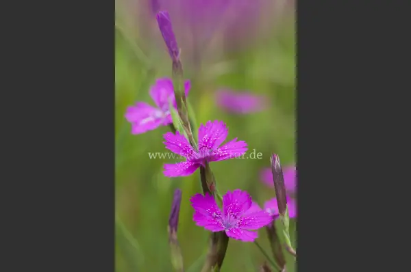 Fokus-Natur Bild