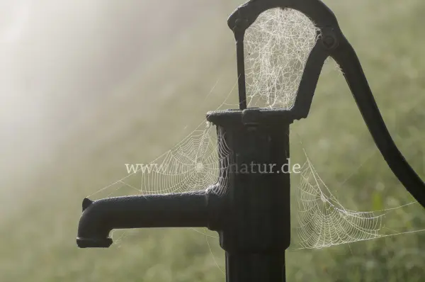Fokus-Natur Bild