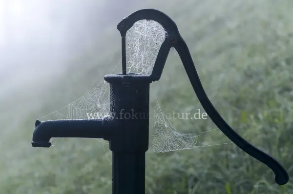 Fokus-Natur Bild