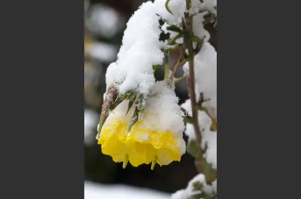 Fokus-Natur Bild