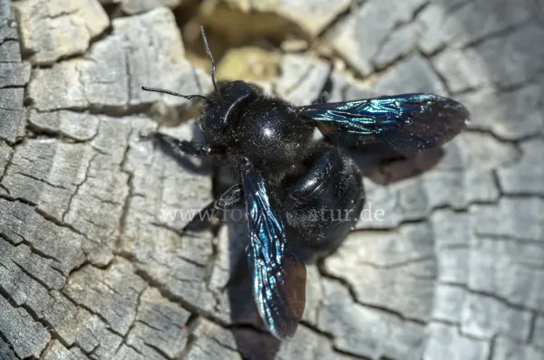Fokus-Natur Bild