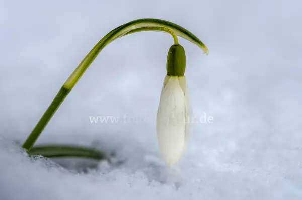 Fokus-Natur Bild