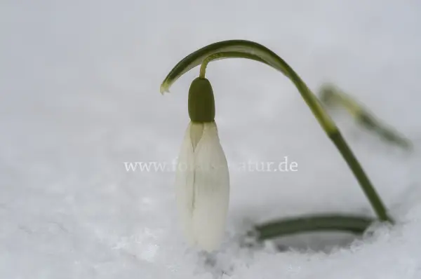 Fokus-Natur Bild
