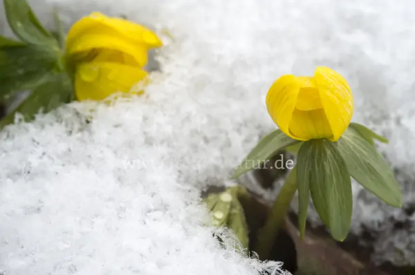 Fokus-Natur Bild