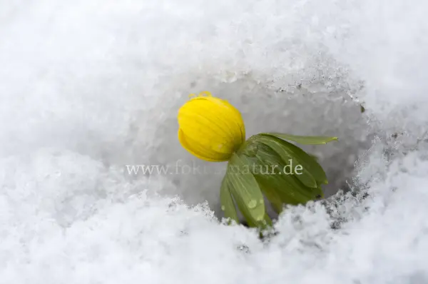 Fokus-Natur Bild