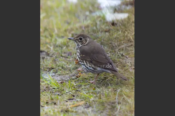 Fokus-Natur Bild