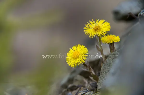 Fokus-Natur Bild