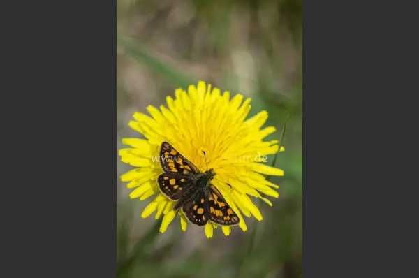 Fokus-Natur Bild