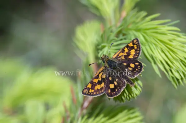 Fokus-Natur Bild