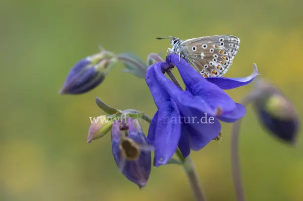 Fokus-Natur Bild