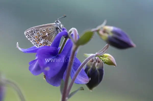 Fokus-Natur Bild