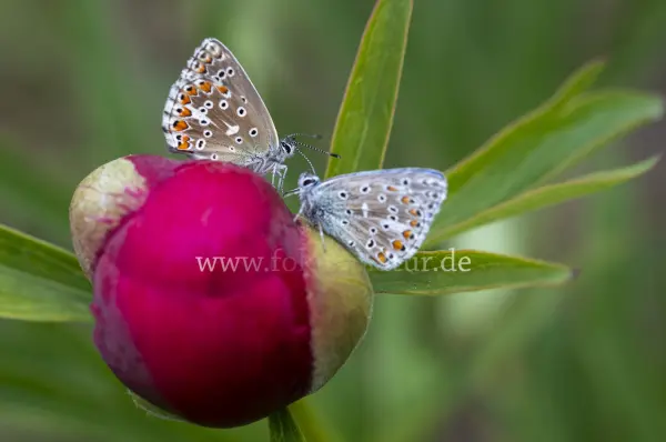 Fokus-Natur Bild