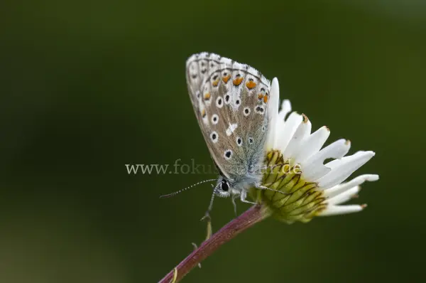 Fokus-Natur Bild