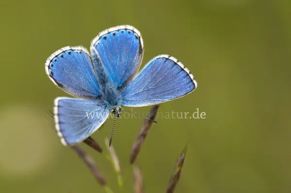 Fokus-Natur Bild