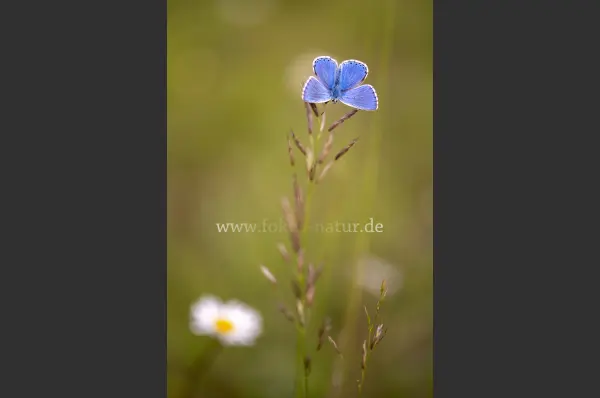 Fokus-Natur Bild