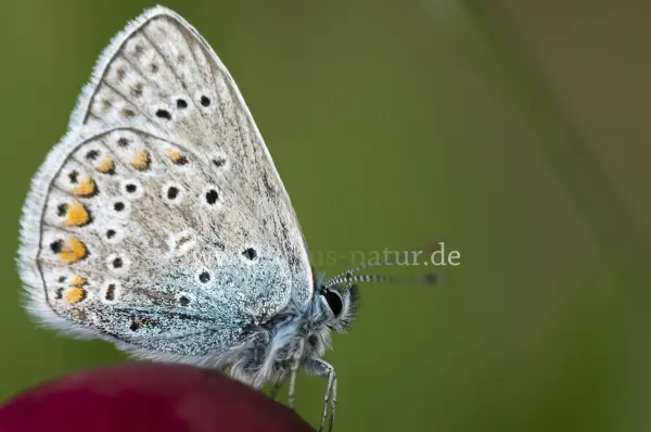 Fokus-Natur Bild