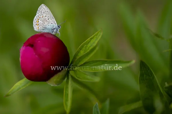 Fokus-Natur Bild