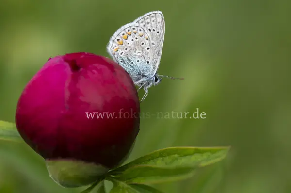Fokus-Natur Bild