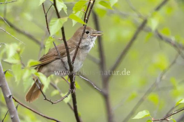 Fokus-Natur Bild
