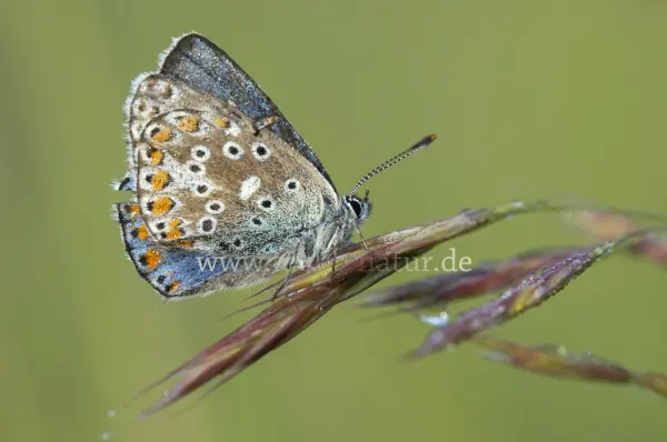Fokus-Natur Bild