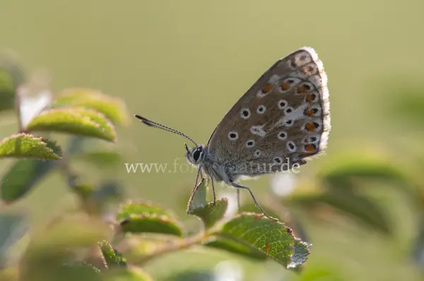 Fokus-Natur Bild
