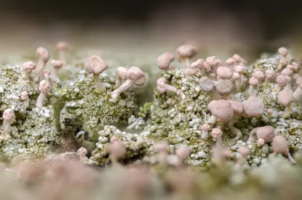 Fokus-Natur Bild