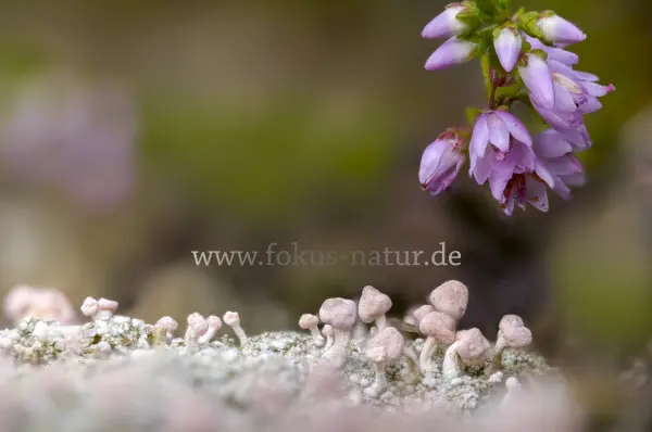 Fokus-Natur Bild