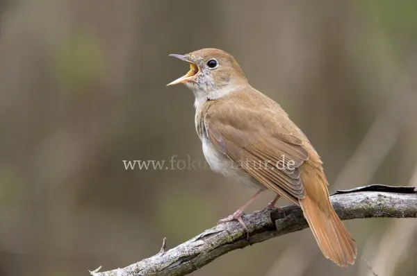Fokus-Natur Bild