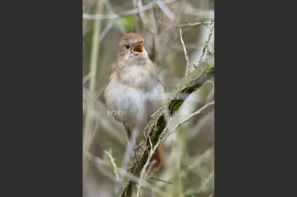 Fokus-Natur Bild